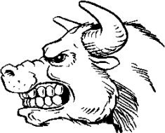 image bull-03-jpg