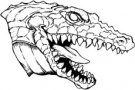 Crocodiles
