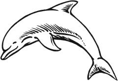 image dolphin-02-jpg