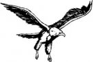 image eagle-14-jpg