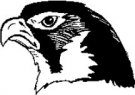 Hawks