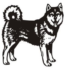 image husky-06-jpg