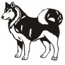 image husky-08-jpg