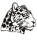 Leopards