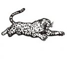 image leopard-08-jpg