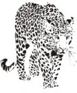 image leopard-10-jpg