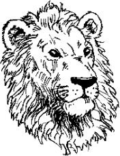 image lion-13-jpg