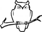 image owl-04-jpg
