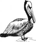 image pelican-02-jpg