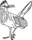 image roadrunner-01-jpg