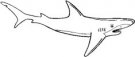 image shark-02-jpg