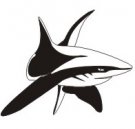 image shark-08-jpg