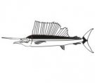 image swordfish-04-jpg