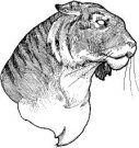 image tiger-05-jpg