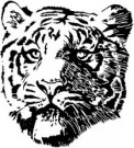 image tiger-11-jpg