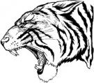 image tiger-13-jpg