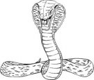 image snake-08-jpg